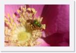 green bee on rose
